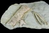 Crinoid (Decadocrinus) Fossil - Crawfordsville, Indiana #122964-2
